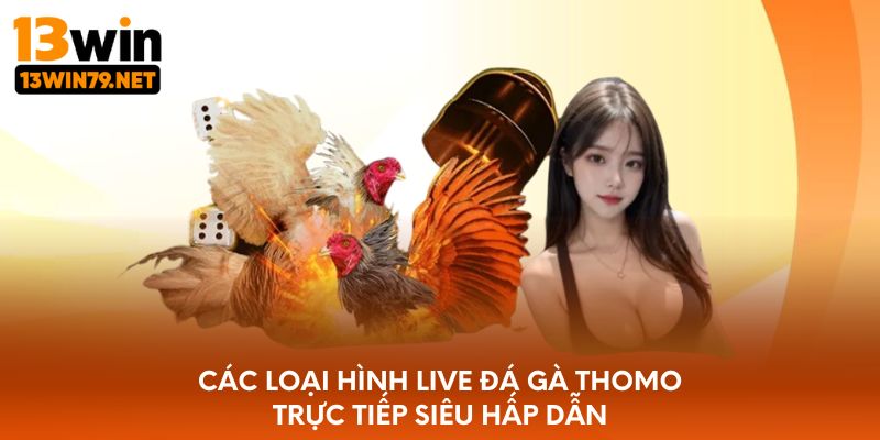 Các loại hình live đá gà Thomo trực tiếp siêu hấp dẫn