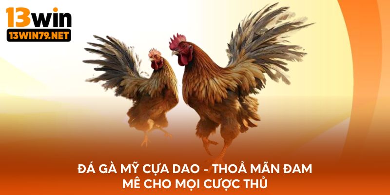 Đá gà mỹ cựa dao - Thoả mãn đam mê cho mọi cược thủ