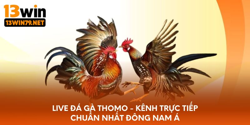 Live đá gà Thomo - Kênh trực tiếp chuẩn nhất Đông Nam Á