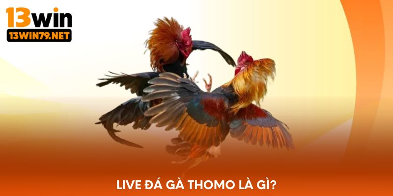 Live đá gà Thomo là gì?