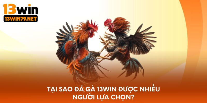 Tại sao đá gà 13WIN được nhiều người lựa chọn?