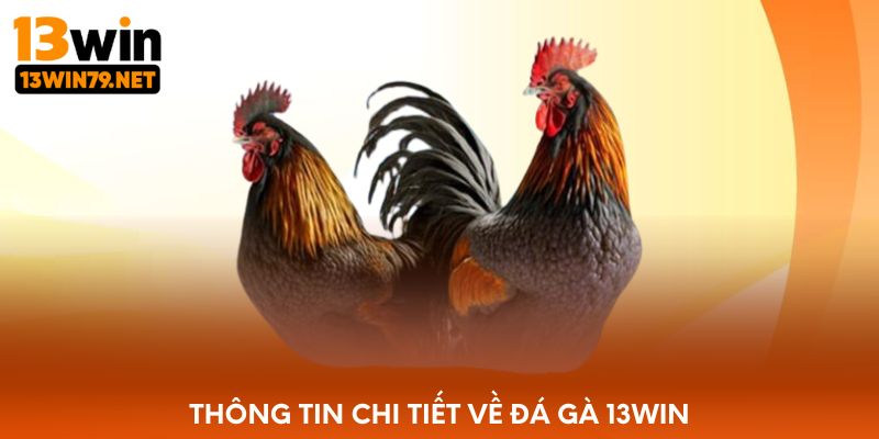 Thông tin chi tiết về đá gà 13WIN